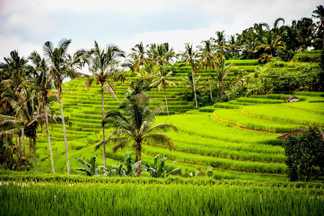 Reisterrassen Bali