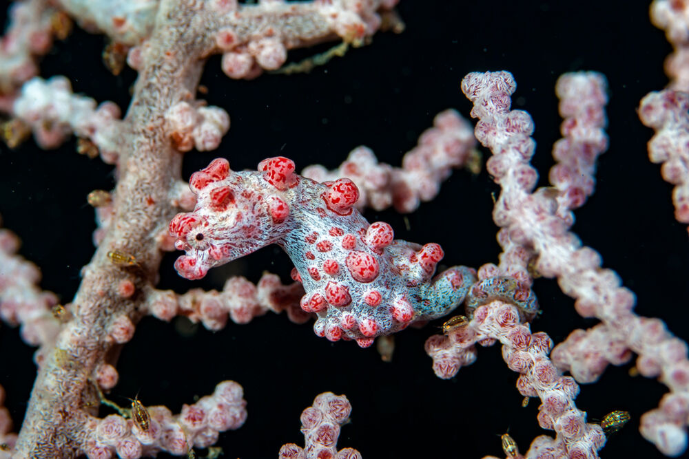 14 Nächte Kombiangebot Lembeh Strait & Raja Ampat - White Sands Beach Resort & Waiwo Resort