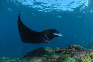 Manta