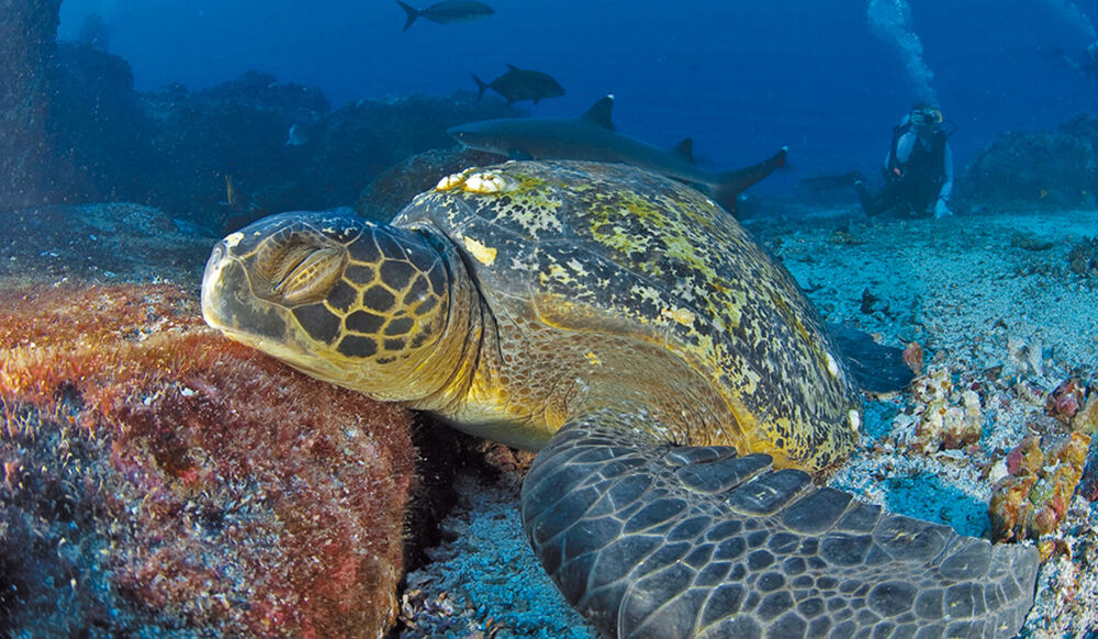 1 Nacht in Guayaquil + Aqua Tauchsafari + 5 Tage Santa Cruz