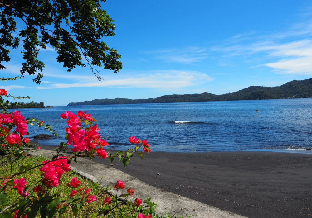 Dive into Lembeh