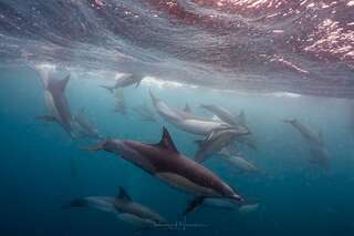 Common Dolphins