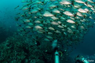 Costa Rica - Fischschwarm