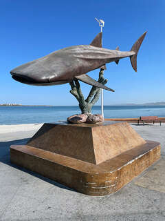 Walhai am Malecon in La Paz