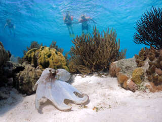 octopus-snorkeling.jpg