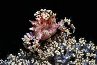 Bastianos_Lembeh_UW1.jpg