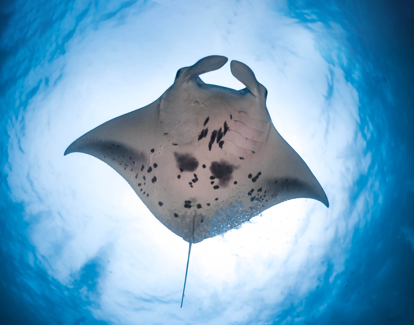 Mantarochen