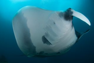 Manta2.jpg
