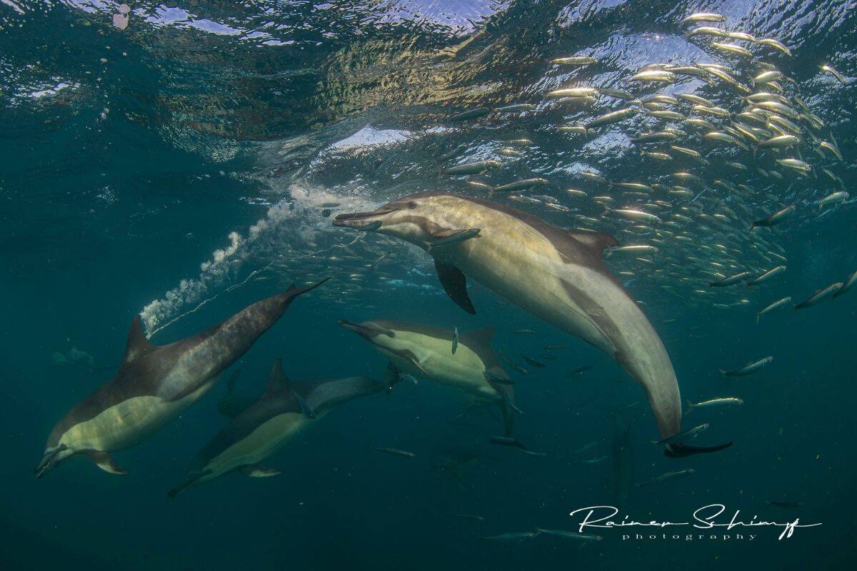 Sardine Run Südafrika
