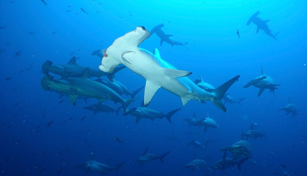 13 Tage Galapagos Erlebnis-Tauchreise