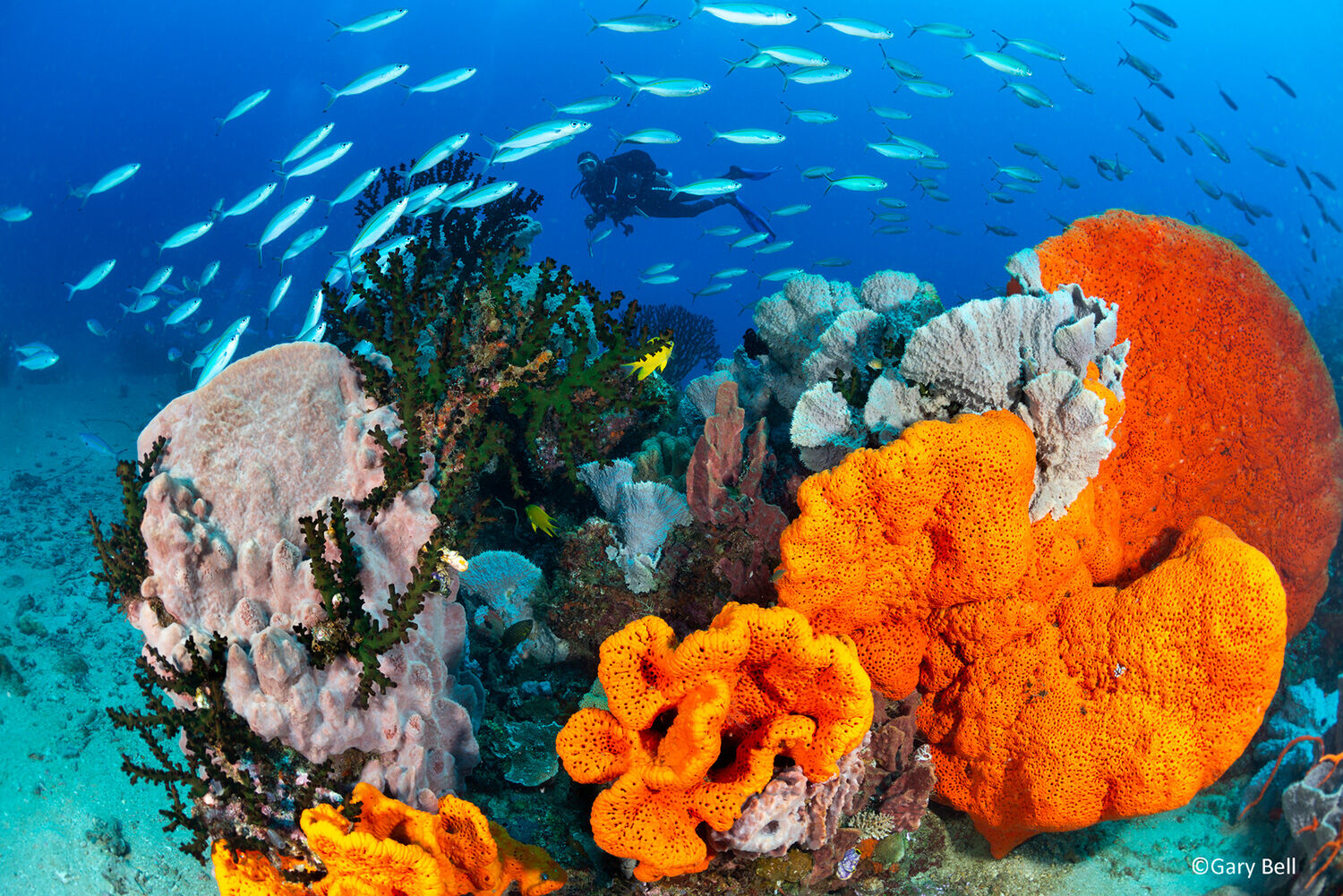 Unterwasserwelt Papua-Neuguinea