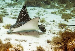 Curacao Divers - Adlerrochen