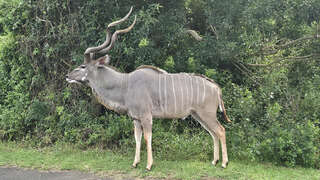 Lake Eland Game Reserve - Kudu