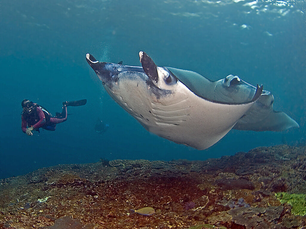 World Diving Lembongan
