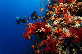 049_soft_corals_U_Kefrig.jpg