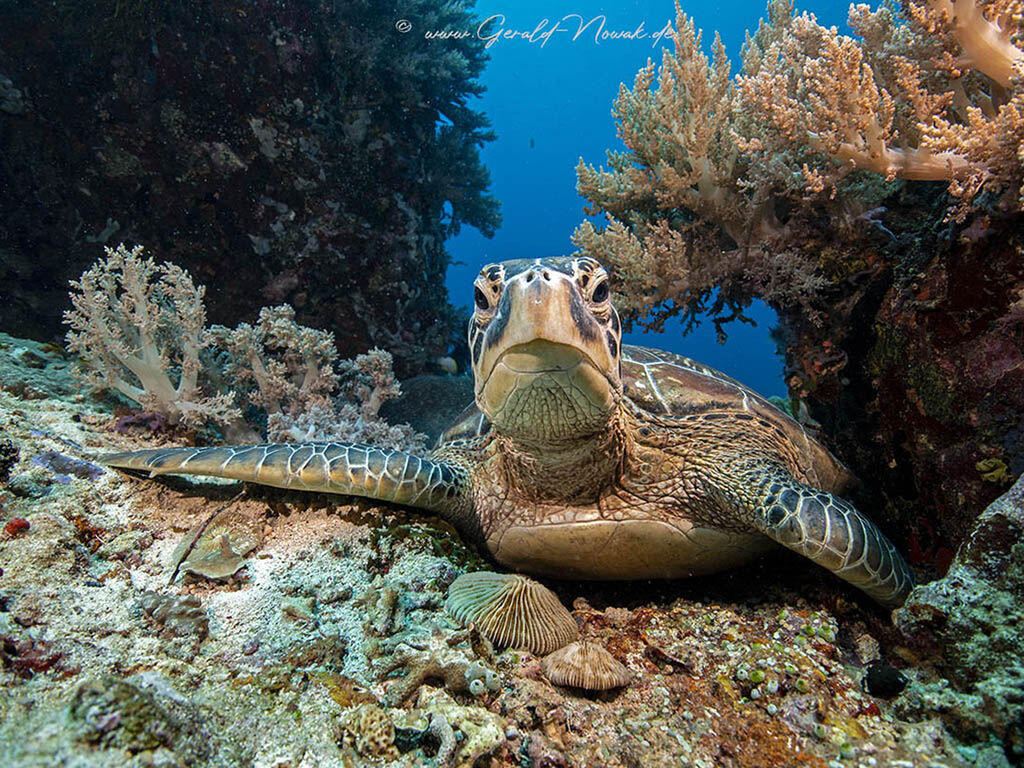 Sea-Explorer