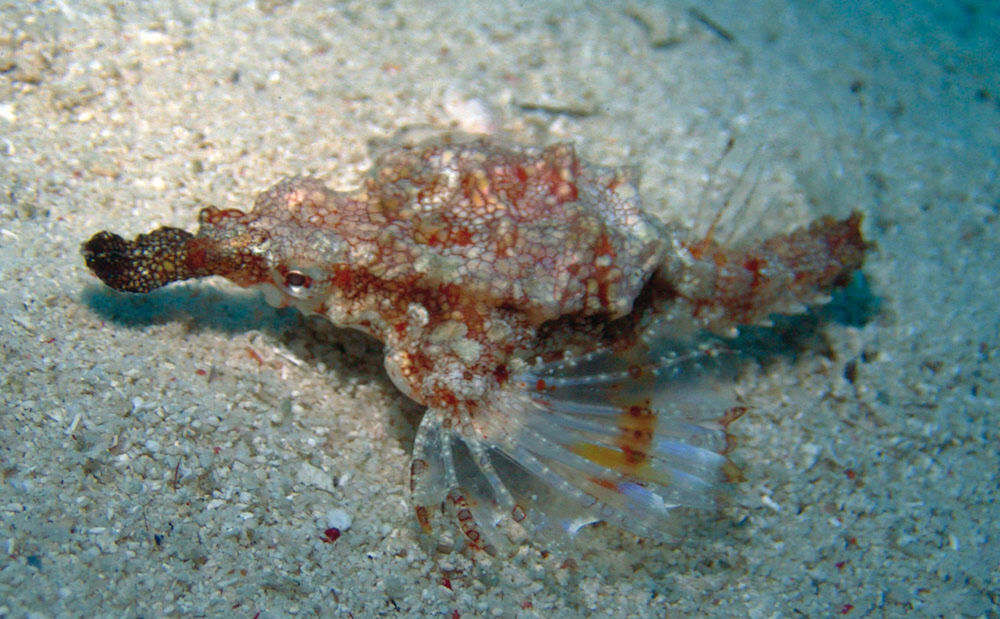 Romblon Fun Divers
