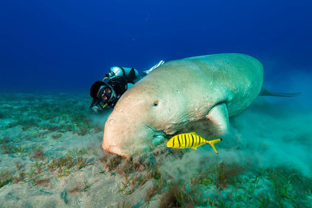 Dugong & Taucher