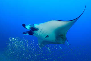 Manta.jpg