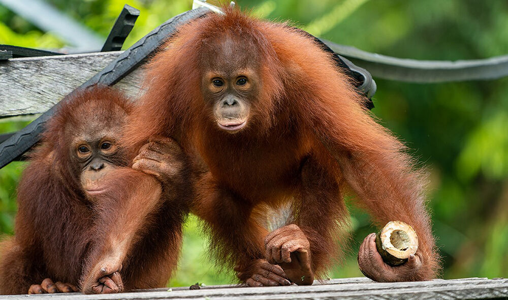 Orang-Utan Jungen