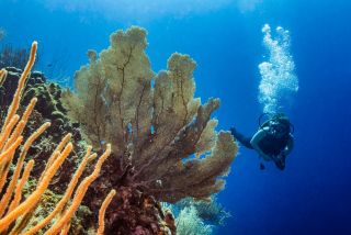 Curacao_UW2.jpg