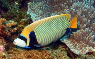 Tauchen in Sodwana Bay