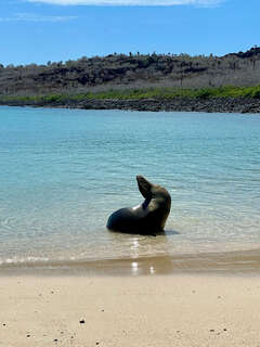Seelöwe am Strand