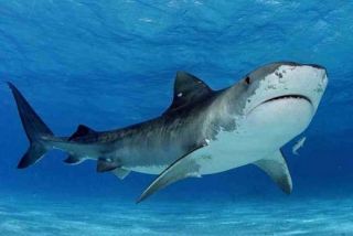 tiger_shark_Web.jpg