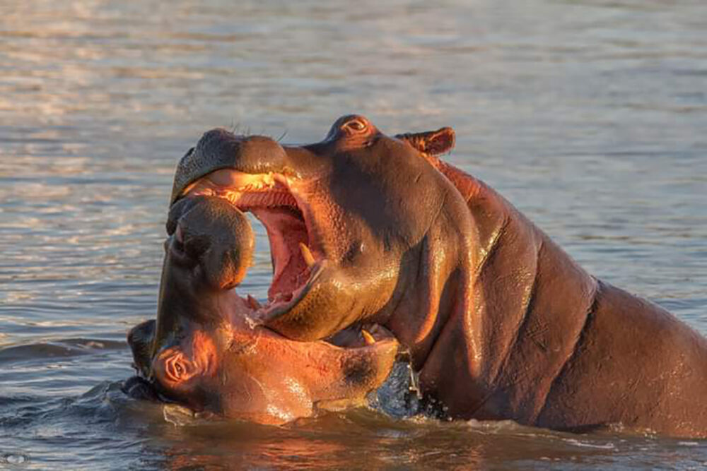 Hippos