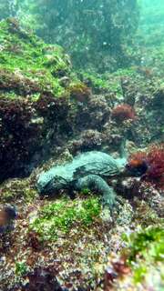 Marine Iguana am fressen