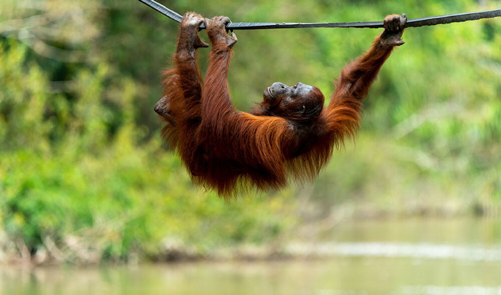 Orang-Utan