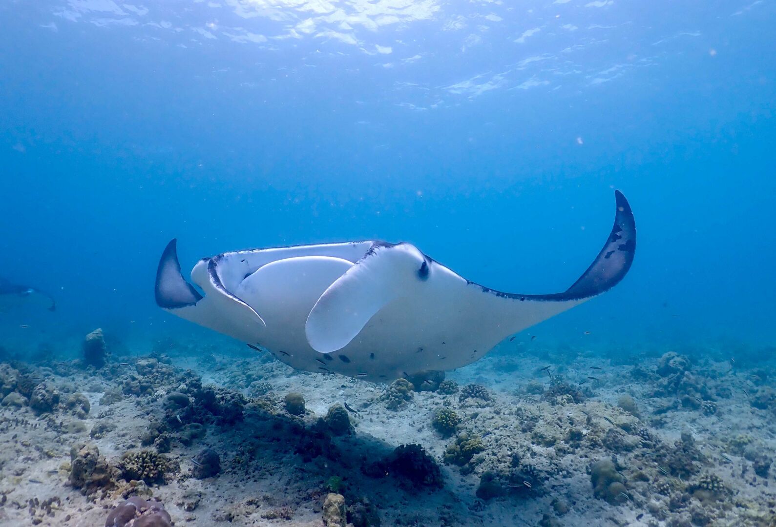 Mantarochen