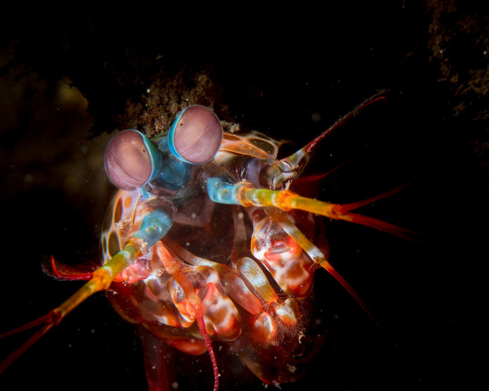 Bastianos Coral Triangle - Foto Workshop
