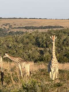 Giraffen