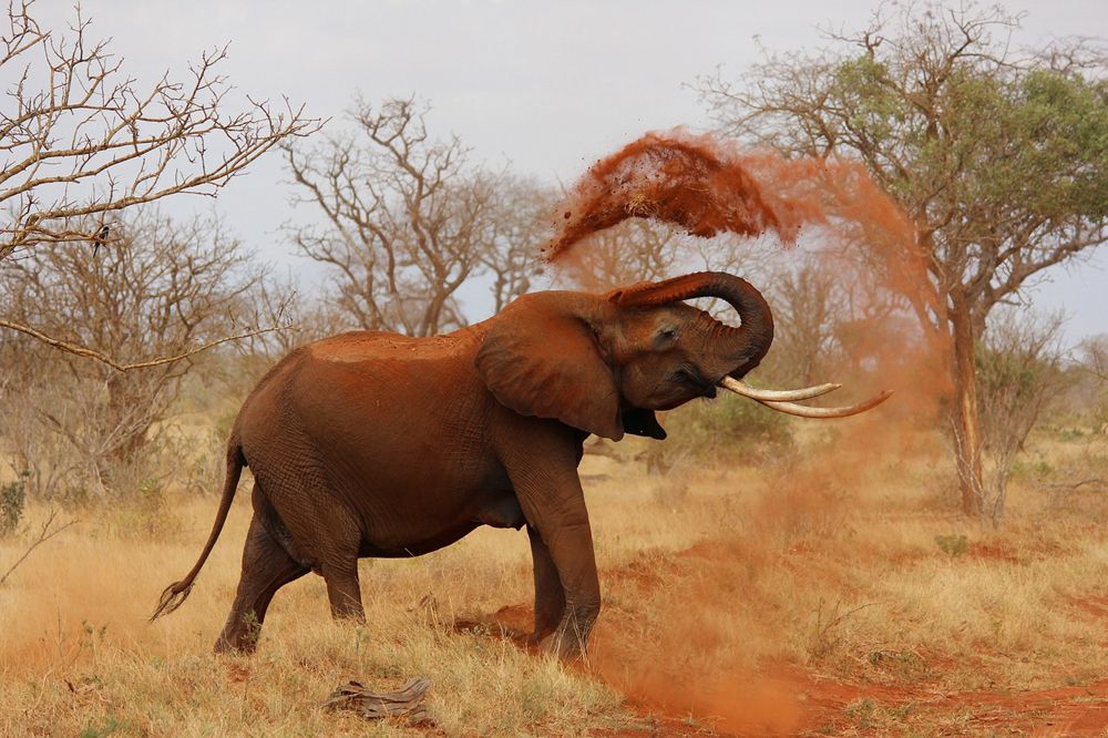 7 Tage – Große Kenia  Erlebnis Safari