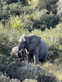 Elefant