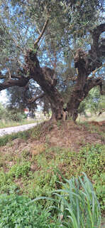Olivenbaum.jpg