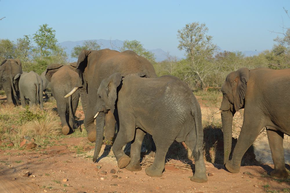 Elefantenfamilien im Hluhluwe Nationalpark