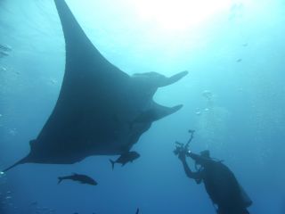 Tauchen mit Mantas