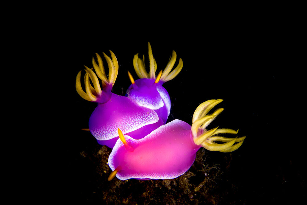Foto Workshop Murex & Lembeh Resort