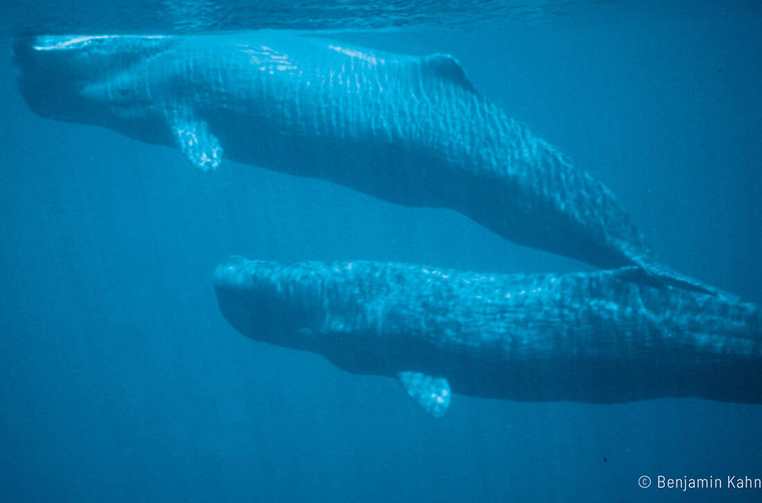 Savu Divecenter  - Whales