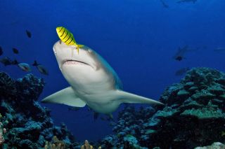 Top Dive