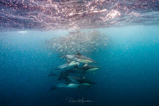 Sardinenschwarm mit Delfinen