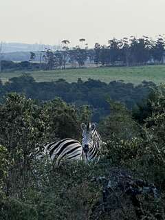 Zebras