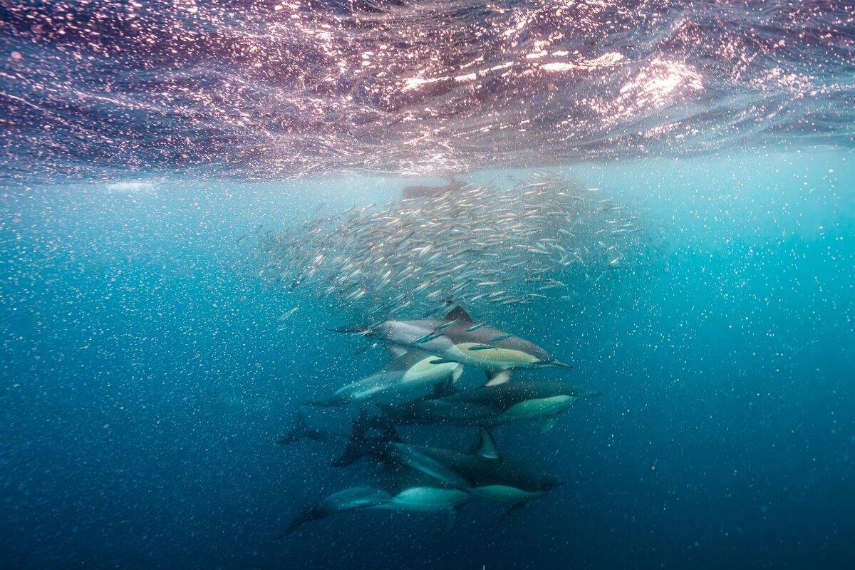 Sardine Run Südafrika