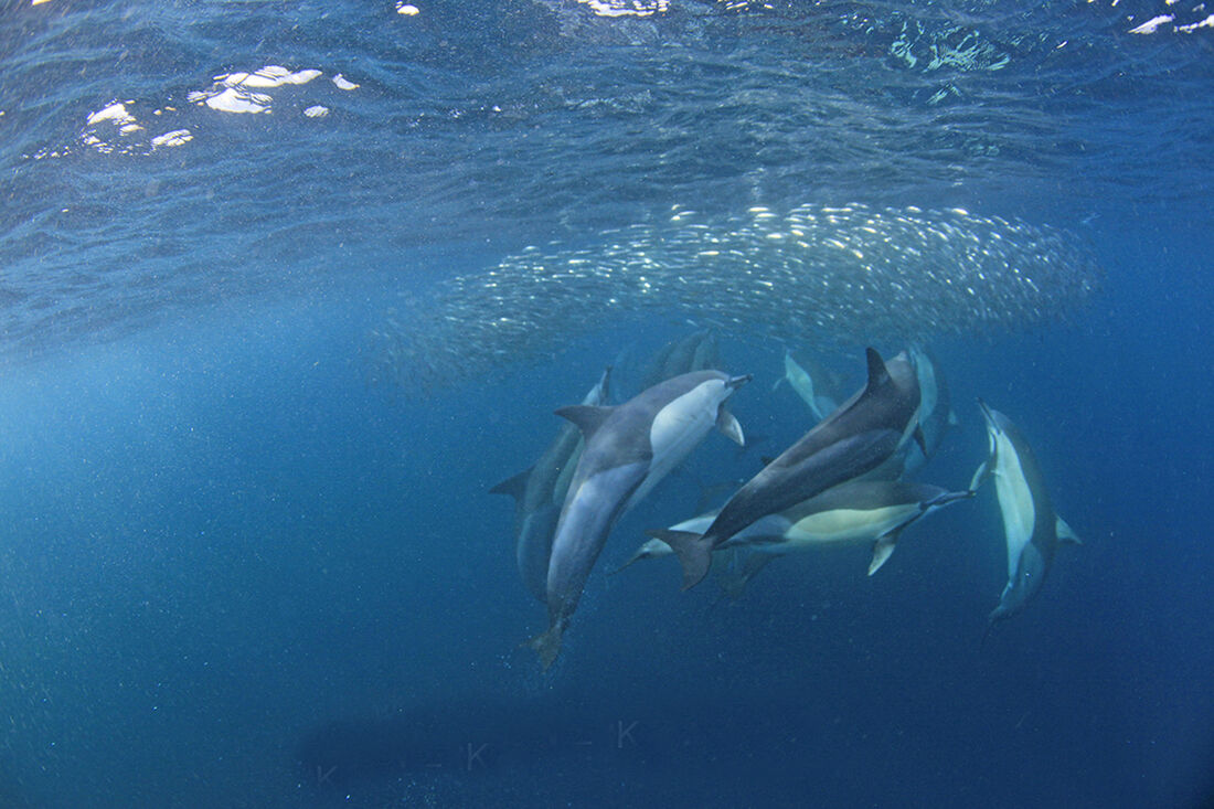 Sardine Run 2026