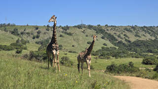 Lake Eland Game Reserve - Giraffen