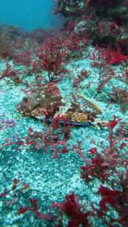 Galapagos Sea Robin