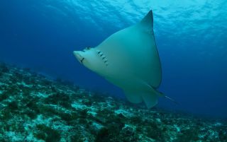 ProDiveMex_Cozumel_BasisUW4.jpg