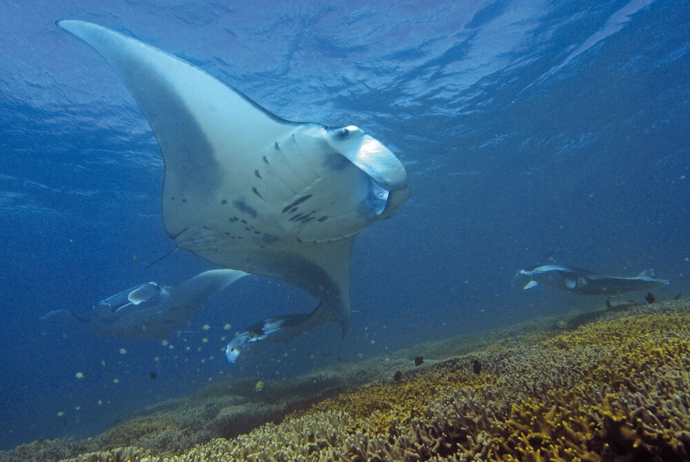 Manta Ray Bay Resort